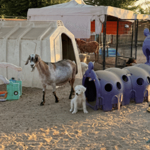 818320409 Inside Our Maremma Puppy Program