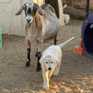 1230410244 Inside Our Maremma Puppy Program