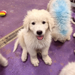 Pax & Electra Litter 4/25