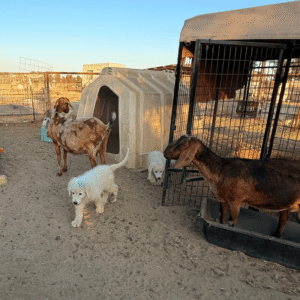 2430158296 Inside Our Maremma Puppy Program
