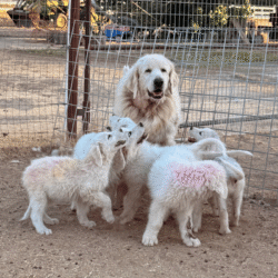 Pax & Electra Litter 4/25