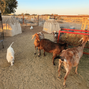 1091901924 Inside Our Maremma Puppy Program