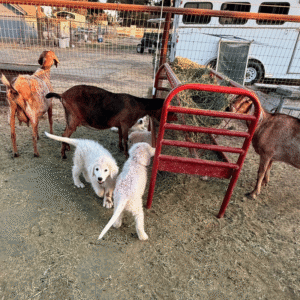 81818388 Inside Our Maremma Puppy Program