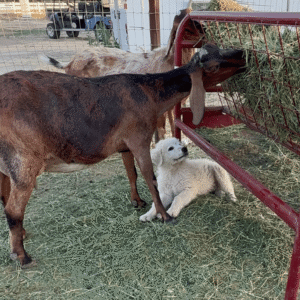 2776448234 Inside Our Maremma Puppy Program