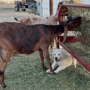 2478918650 Inside Our Maremma Puppy Program