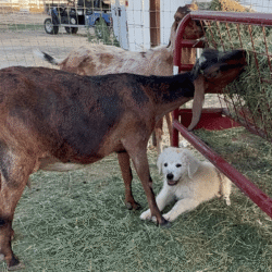 Pax & Electra Litter 4/25