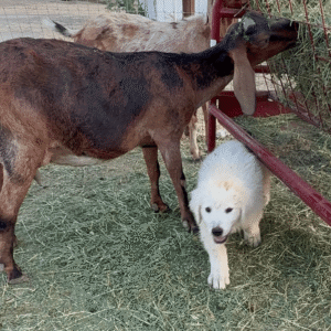 1966251551 Inside Our Maremma Puppy Program