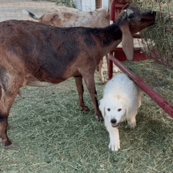 Pax & Electra Litter 4/25