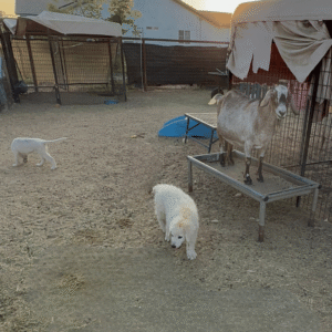 1684905360 Inside Our Maremma Puppy Program