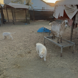 Pax & Electra Litter 4/25