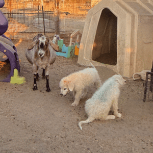 2633762833 Inside Our Maremma Puppy Program