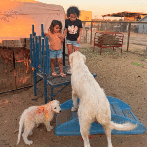 200217684 Inside Our Maremma Puppy Program