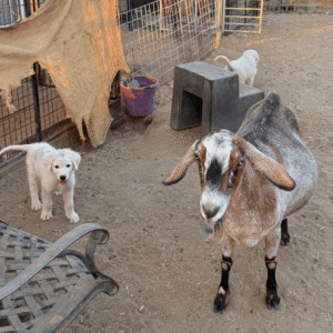 917073449 Inside Our Maremma Puppy Program