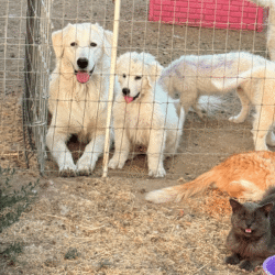Pax & Electra Litter 4/25
