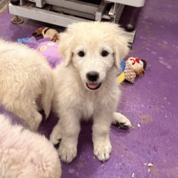 Pax & Electra Litter 4/25