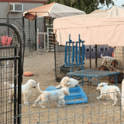 Pax & Electra Litter 4/25