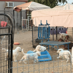4111543071 Inside Our Maremma Puppy Program