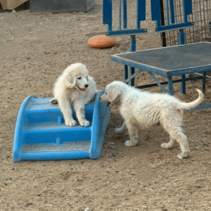 320349796 Inside Our Maremma Puppy Program
