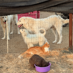 Pax & Marcella Litter 6/24
