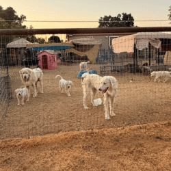 Pax & Electra Litter 4/25