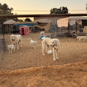 957673201 Inside Our Maremma Puppy Program