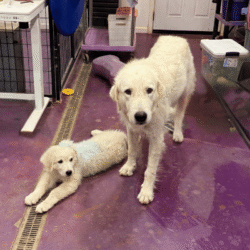 Pax & Electra Litter 4/25