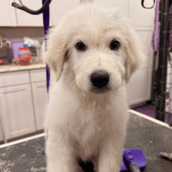 Pax & Electra Litter 4/25