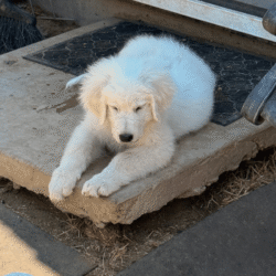 Pax & Electra Litter 4/25