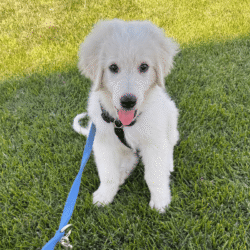 Pax & Electra Litter 4/25