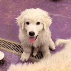Pax & Electra Litter 4/25