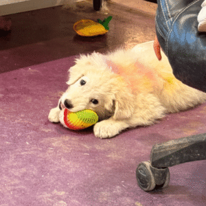 89445308 Inside Our Maremma Puppy Program