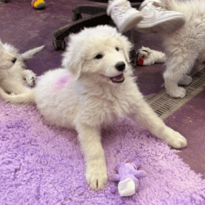 2141871149 Inside Our Maremma Puppy Program