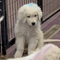 Pax & Electra Litter 4/25
