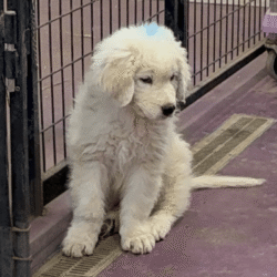 Pax & Electra Litter 4/25