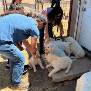 2325159525 Inside Our Maremma Puppy Program