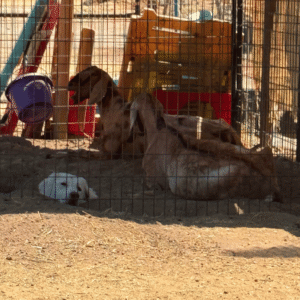 1174161661 Inside Our Maremma Puppy Program