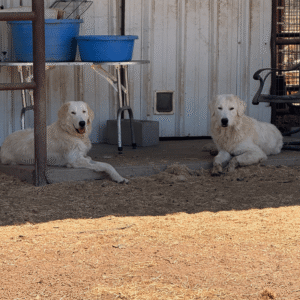 3907402063 Inside Our Maremma Puppy Program