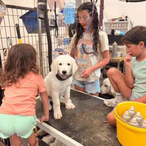 3932624073 Inside Our Maremma Puppy Program
