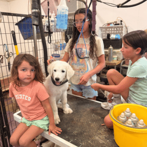 2945613369 Inside Our Maremma Puppy Program