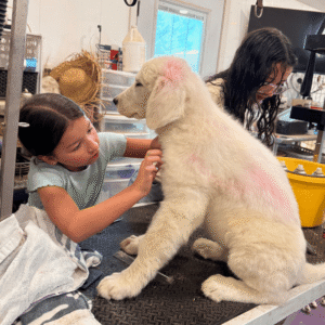 3974997635 Inside Our Maremma Puppy Program