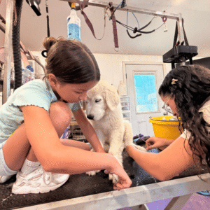 1624710894 Inside Our Maremma Puppy Program