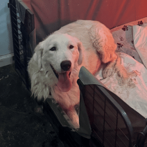 638591079 Inside Our Maremma Puppy Program