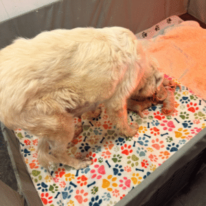 391491824 Inside Our Maremma Puppy Program
