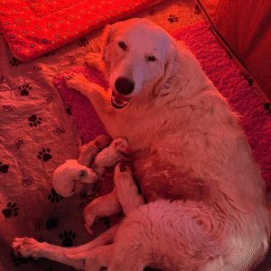596636293 Inside Our Maremma Puppy Program