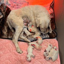 Sevro & Aurae Litter 8/25