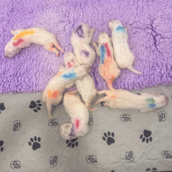 Sevro & Aurae Litter 8/25