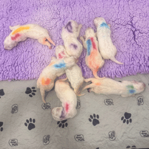 3480482688 Inside Our Maremma Puppy Program