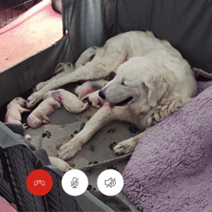 4264977175 Inside Our Maremma Puppy Program