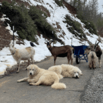 3204479697 Success Stories: Prancing Pony Maremmas Thriving Across North America
