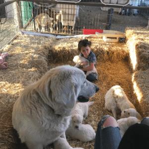 1443079721 Inside Our Maremma Puppy Program